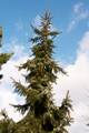 Picea omorika Pendula IMG_8433 Świerk serbski